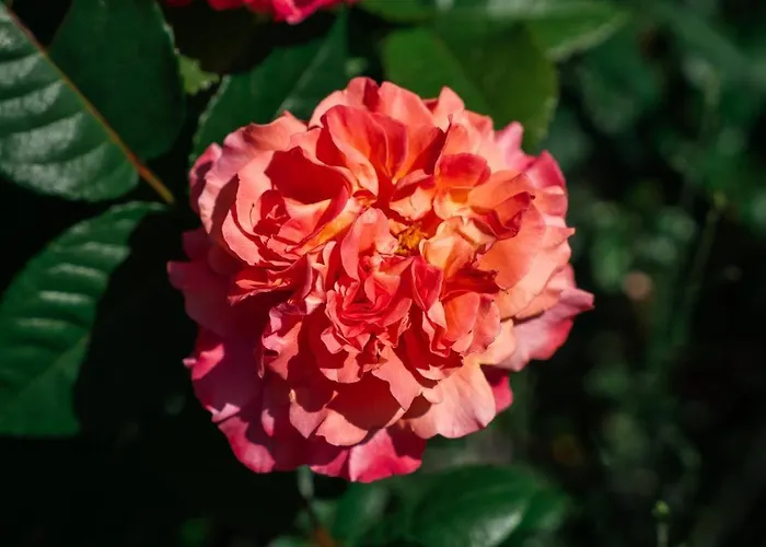 Oda ve Kahvaltı Lunidor 3*